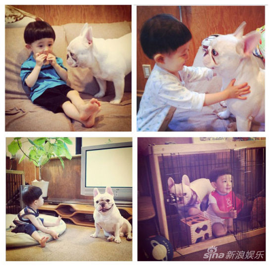 寶寶斗牛犬有愛合影萌翻網友(組圖)