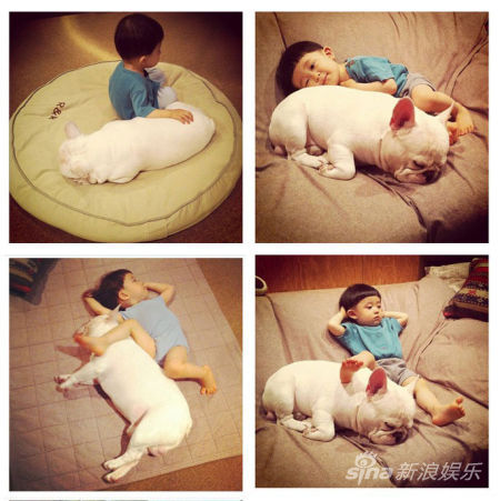 寶寶斗牛犬有愛合影萌翻網友(組圖)