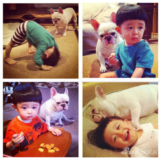 寶寶斗牛犬有愛合影萌翻網友(組圖)