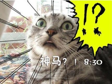 貓咪搞笑屌絲表情 演繹上班族的一天