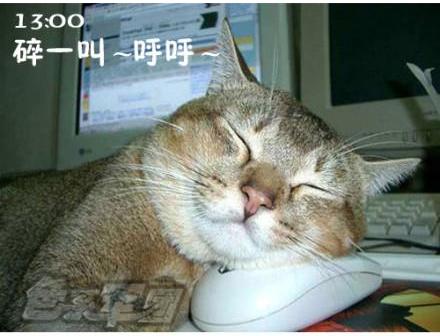 貓咪搞笑屌絲表情 演繹上班族的一天