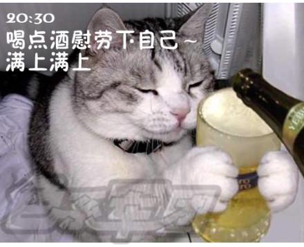 貓咪搞笑屌絲表情 演繹上班族的一天