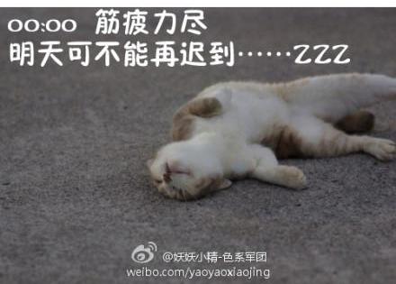 貓咪搞笑屌絲表情 演繹上班族的一天