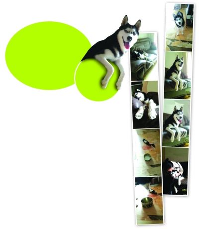 呆萌哈士奇網絡爆紅 囧表情加設計對白笑翻網友