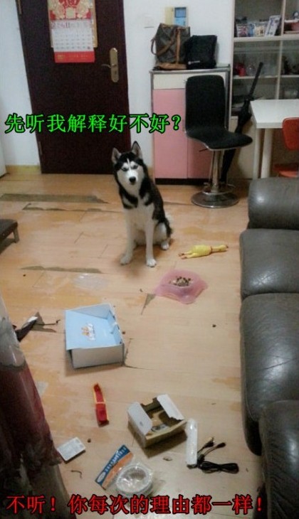 呆萌哈士奇網(wǎng)絡(luò)爆紅 囧表情加設(shè)計(jì)對(duì)白笑翻網(wǎng)友