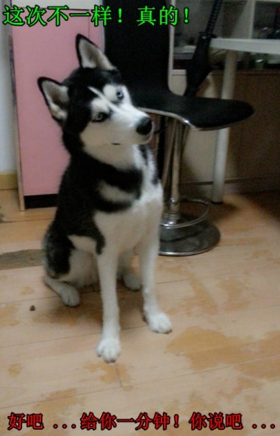 呆萌哈士奇網絡爆紅 囧表情加設計對白笑翻網友