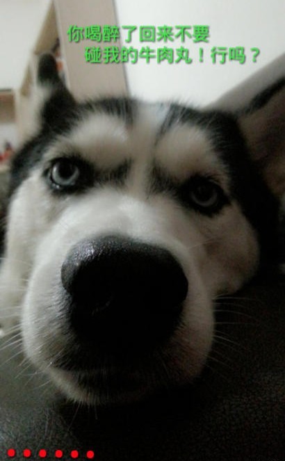 呆萌哈士奇網絡爆紅 囧表情加設計對白笑翻網友