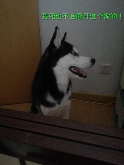 呆萌哈士奇網(wǎng)絡(luò)爆紅 囧表情加設(shè)計(jì)對(duì)白笑翻網(wǎng)友