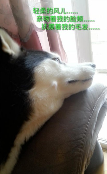 呆萌哈士奇網絡爆紅 囧表情加設計對白笑翻網友