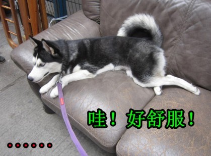 呆萌哈士奇網(wǎng)絡爆紅 囧表情加設計對白笑翻網(wǎng)友