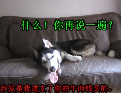 呆萌哈士奇網(wǎng)絡(luò)爆紅 囧表情加設(shè)計對白笑翻網(wǎng)友