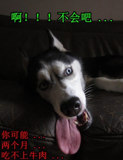呆萌哈士奇網絡爆紅 囧表情加設計對白笑翻網友