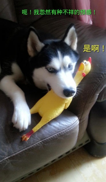 呆萌哈士奇網絡爆紅 囧表情加設計對白笑翻網友