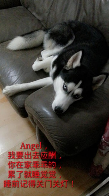 呆萌哈士奇網(wǎng)絡(luò)爆紅 囧表情加設(shè)計(jì)對(duì)白笑翻網(wǎng)友