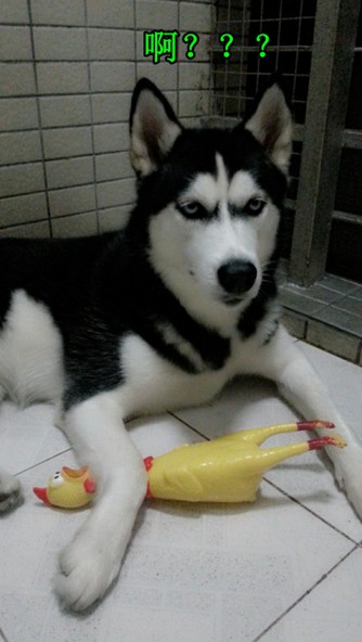 呆萌哈士奇網絡爆紅 囧表情加設計對白笑翻網友