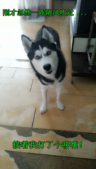 呆萌哈士奇網絡爆紅 囧表情加設計對白笑翻網友