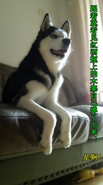 呆萌哈士奇網絡爆紅 囧表情加設計對白笑翻網友