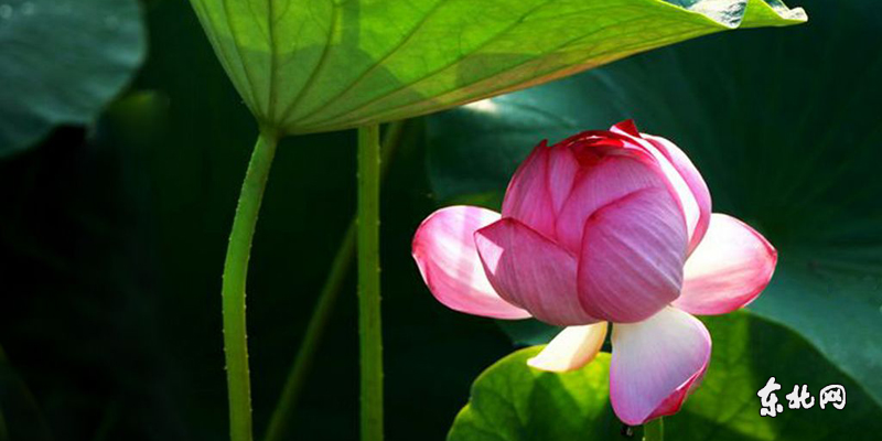 虎林市生態荷花節開幕 千畝野荷競綻放