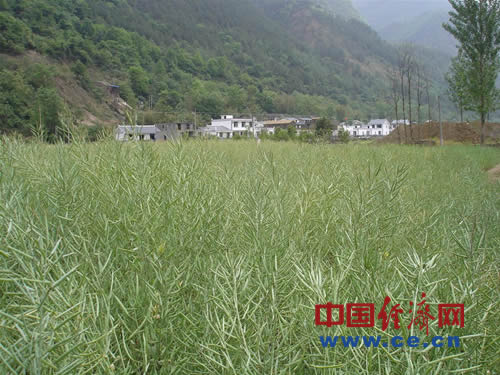 青島援建汶川紀實:為了北川人民安居樂業(圖)