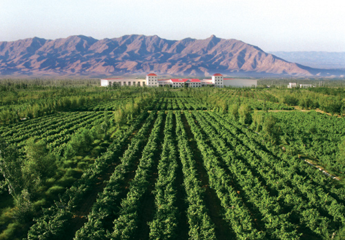 賀蘭山東麓葡萄產業