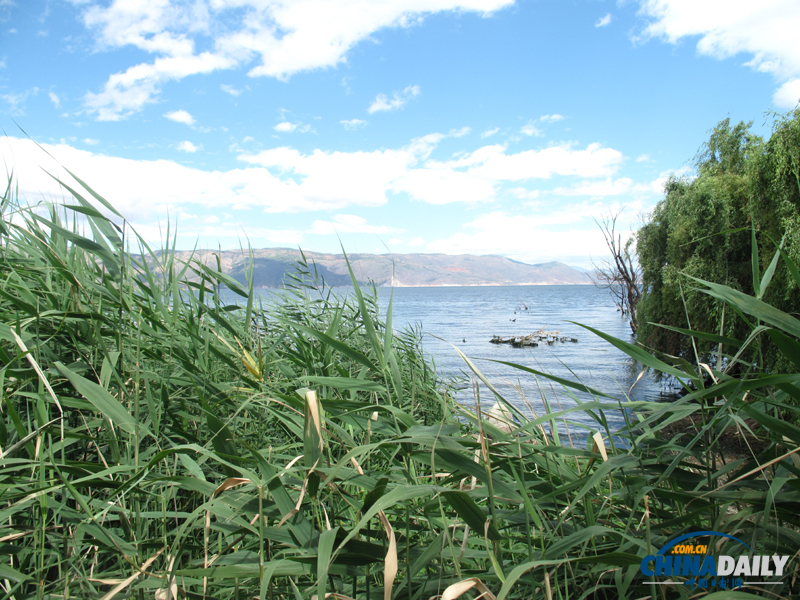 洱海月濕地公園 讓大理人民的“母親湖”洱海不再憔悴