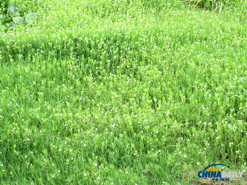 洱海月濕地公園 讓大理人民的“母親湖”洱海不再憔悴