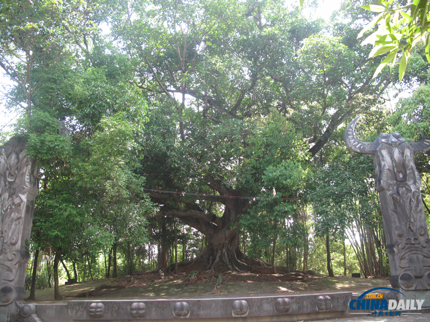 品綠葉宴 賞景頗歌舞 感受目瑙縱歌的神韻與魅力