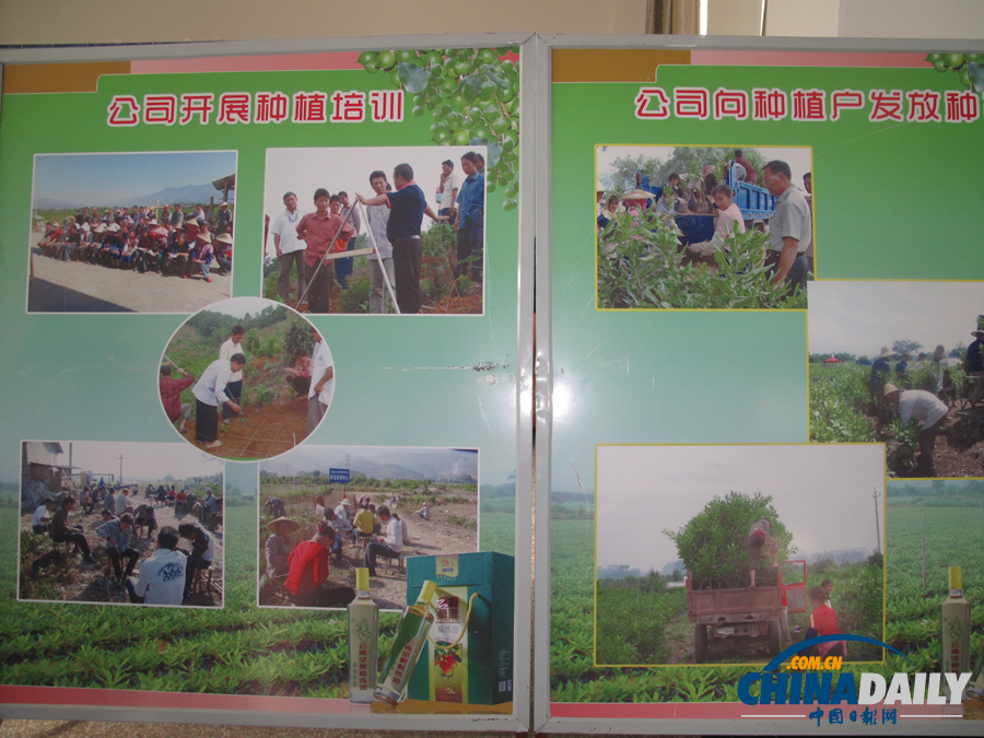 云南德宏盈江 “中國堅(jiān)果之鄉(xiāng)”