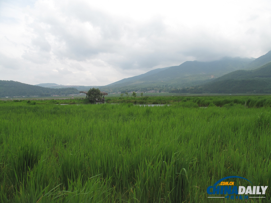 走進騰沖北海濕地 體驗“人在畫中游”的美景