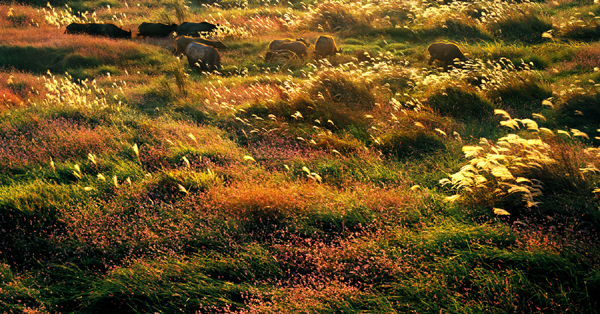 鄱陽:風光旖旎 詩情畫意