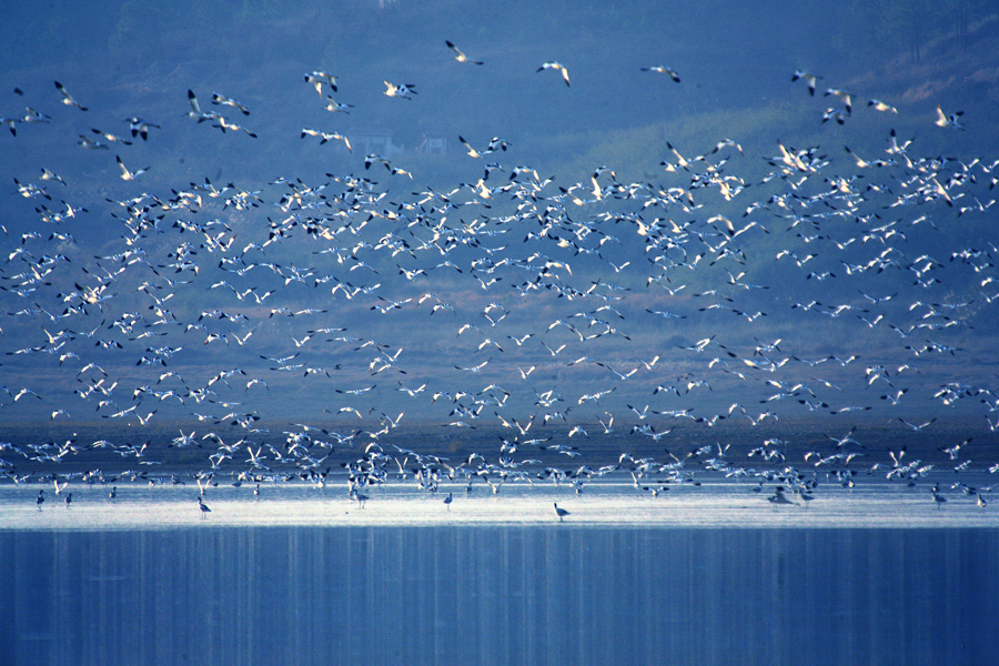鄱陽湖：律動的音符