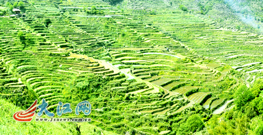 油菜花不能代表婺源全部 篁嶺將成婺源第2代旅游產品