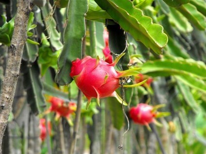 樂東地產精彩無限 八大優勢繽紛呈獻