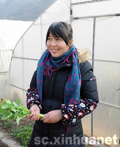 蔬菜大棚幫助青川災區(qū)農(nóng)民走上致富道路