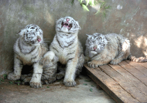 云南：“養(yǎng)”只白虎過(guò)虎年