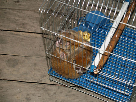 買1只蜂猴 救了3條命