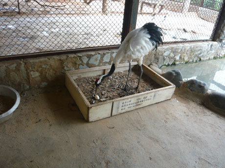 “一夫一妻制”丹頂鶴產下愛情結晶 其余雌鶴苦盼郎君