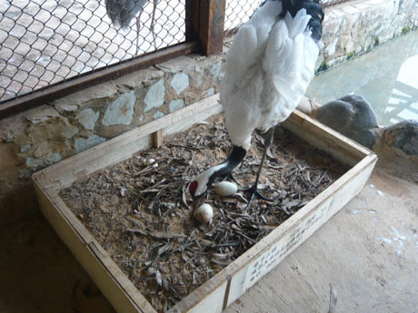 “一夫一妻制”丹頂鶴產下愛情結晶 其余雌鶴苦盼郎君