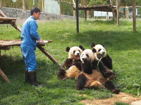 大熊貓吃粽子過端午節(jié)