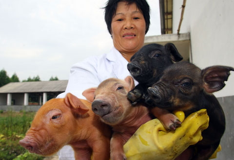 我國首批性別控制豬仔在廣西誕生