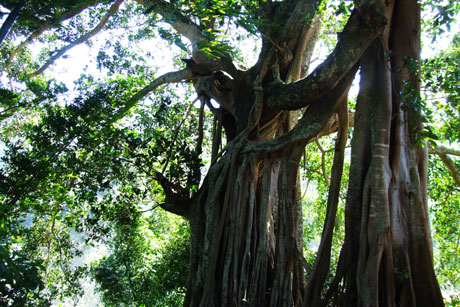 走進(jìn)無(wú)量山