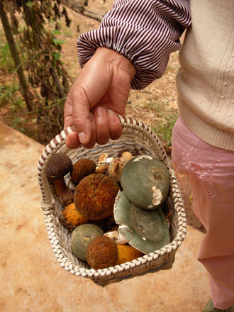 云南野生動物園菌子免費(fèi)采