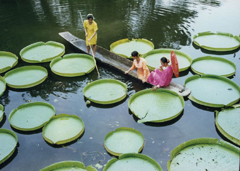 中科院西雙版納熱帶植物園暑期開(kāi)展科普旅游優(yōu)惠活動(dòng)