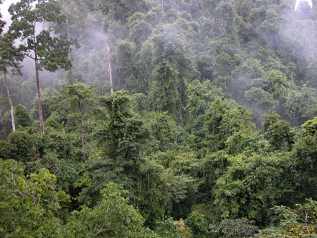 中科院西雙版納熱帶植物園暑期開(kāi)展科普旅游優(yōu)惠活動(dòng)
