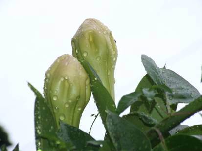 走進(jìn)版納奇花異木園