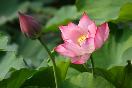 夏日酷暑 荷花爭艷[組圖]