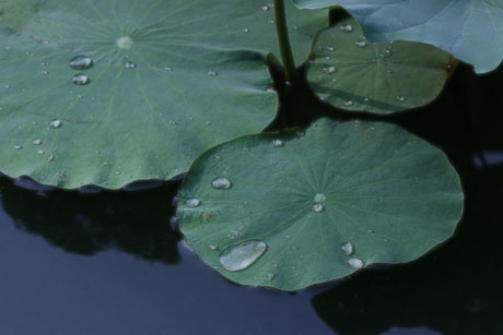 夏日酷暑 荷花爭艷[組圖]