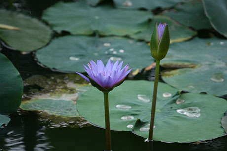 夏日酷暑 荷花爭艷[組圖]