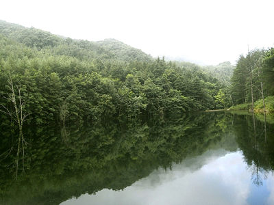 2008年河南林業生態效益達4074億元