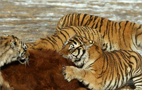 驚險刺激虎林園